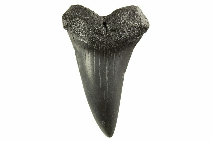 Fossil Broad-Toothed Mako Tooth - South Carolina #332402